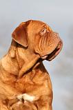 DOGUE DE BORDEAUX 151